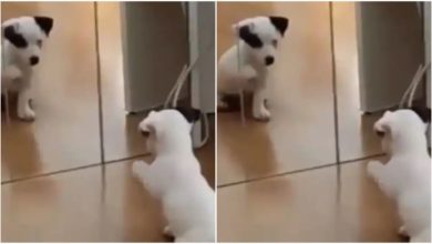 Photo of Viral: Seeing himself in the mirror for the first time, the dog did such an act, watching the video will make you laugh