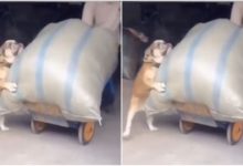 Photo of Viral: The dog was shown diligently helping the owner, watching the video, people said – ‘I want such a helper dog too’