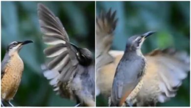 Photo of Viral: To woo his partner, the bird did a tremendous dance, seeing what happened in the end, people said – ‘Broken the heart of the poor’