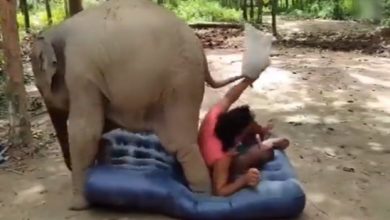 Photo of Viral Video: Did you see the funny fight between the little elephant and the caretaker?  The video made people laugh