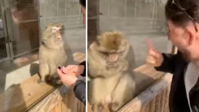 Photo of Viral Video: Seeing the magic, the monkey’s mind baffled, then gave such a reaction that the public laughed