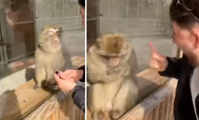 Viral Video: Seeing the magic, the monkey's mind baffled, then gave such a reaction that the public laughed