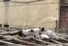 Photo of Viral Video: The cat was seen kissing the pigeon’s forehead with love, IAS said this by sharing the video