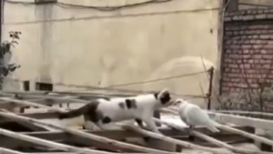 Photo of Viral Video: The cat was seen kissing the pigeon’s forehead with love, IAS said this by sharing the video