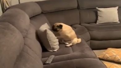 Photo of Viral Video: The video of a dog boxing with a pillow goes viral, people said- ‘Chhota Rocky Hai Yeh’