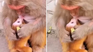 Photo of Viral Video: While feeding the baby, the monkey kept kissing him lovingly, people watching the video said – mother is mother