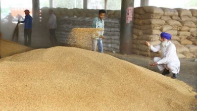 Photo of Wheat will be cheaper in the domestic market in the next one to two weeks, the effect of the ban on exports will be seen: Food Secretary