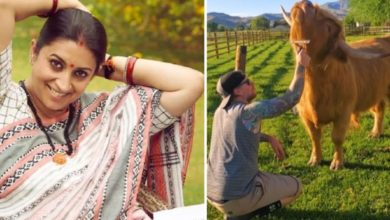 Photo of Who is called maja ni life, by sharing the video of the bull, Smriti Irani told, people said – you are the coolest minister