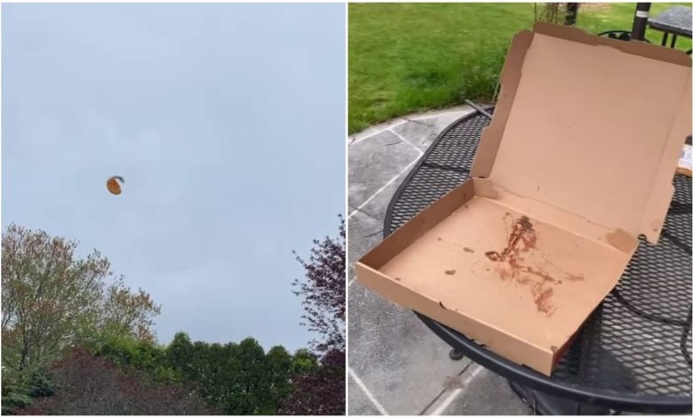 Viral: The girl took away the pizza and kept on making the video, people said - now it's time to repent, when the bird devoured the field