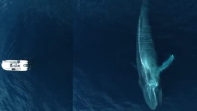 Photo of Blue Whale Video: A giant blue whale was seen floating in the sea, even a big boat started looking small, watch the video