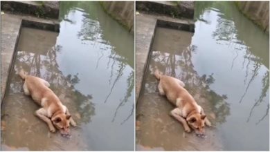Photo of Doggy was seen making bubbles in water, people said – this is a game to keep yourself cool