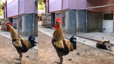 Photo of Funny: In a unique style, the rooster made a bang early in the morning, you will be left laughing after watching the video