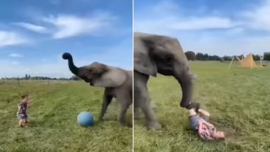 Photo of Funny Video: Had gone to play football with an elephant, the person got piled up in a single ‘shot’ of Gajraj