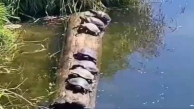 Photo of Funny Video: Turtles played amazing game, people laughed after watching the video