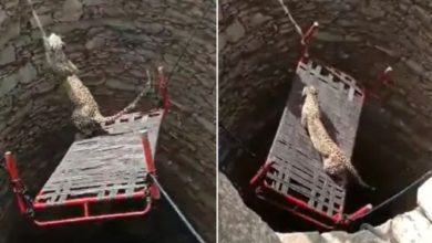 Photo of Leopard Rescue: Mohenjodaro Harappa technique saved the life of leopard, people watching the video said – it was very risky