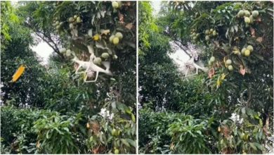 Photo of Man used a drone to pluck mangoes, seeing the jugaad, people said – What an Idea Sir ji!