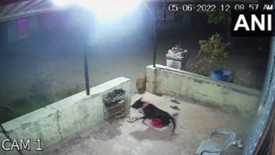 Photo of Shocking Video: Leopard hunted by attacking pet dog, heart-wrenching video went viral