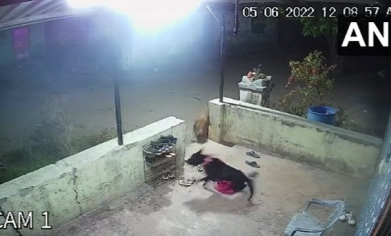Shocking Video: Leopard hunted by attacking pet dog, heart-wrenching video went viral