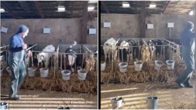 Photo of The calves danced tremendously after listening to the tune of the English song, watching the viral video will make your day