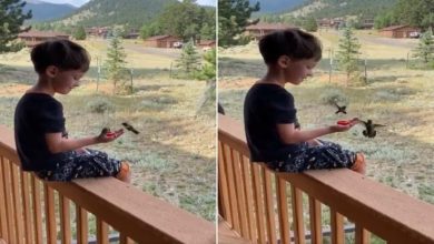 Photo of The child was seen feeding the world’s smallest bird, the video won the hearts of the people