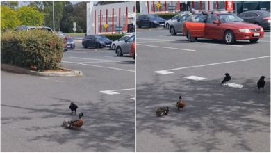 Photo of The crow wanted to make ducklings its prey, see in the video how the plan of ‘Satan’ failed in front of mother’s love