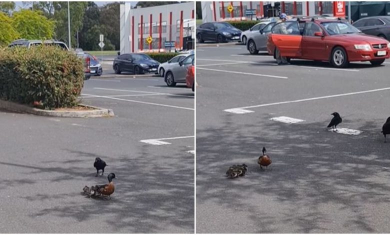 The crow wanted to make ducklings its prey, see in the video how the plan of 'Satan' failed in front of mother's love
