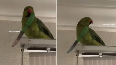 Photo of VIDEO: An angry parrot was seen holding a knife in ‘hand’, people were surprised to see the video