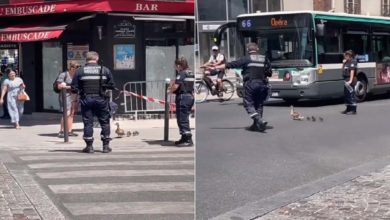 Photo of VIDEO: Policemen stopped the traffic and made the family of ducks cross the road, heart touching video went viral