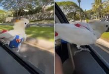 Photo of Viral: A white parrot was seen having fun in the air at the gate of the car, watching the video, people said – ‘Mastikhor Parinda’