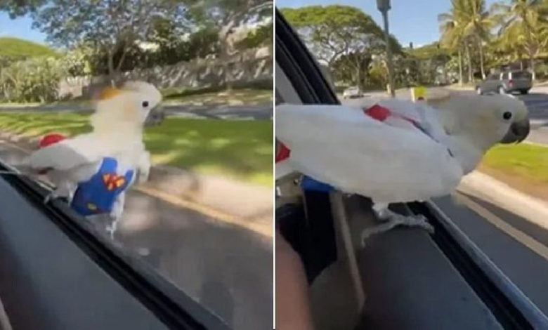 Viral: A white parrot was seen having fun in the air at the gate of the car, watching the video, people said - 'Mastikhor Parinda'