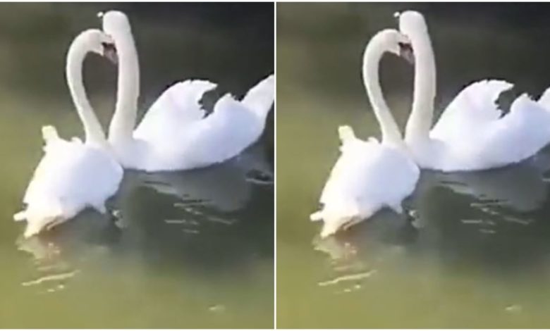 Viral: After a long time, a pair of swans met, people watching the video said - 'Learn the tongue of love from them'