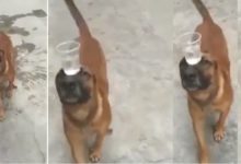 Photo of Viral: Doggy did a wonderful stunt by holding a glass full of water on her head, video users said – ‘Well trained dog’