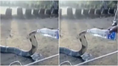 Photo of Viral: Man gave water to a thirsty cobra from a bottle, watching the video, people said – ‘It takes a good heart and liver’