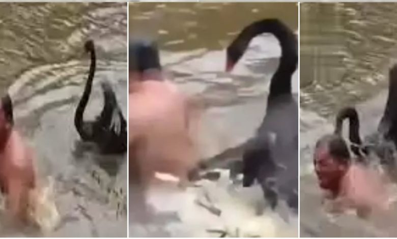 Viral: The man had to take a bath in the swan's pond, the bird made the air tight by beaking, Shakti Kapoor shared a funny video