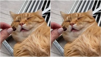 Photo of Viral: This cat’s sleep opens with the smell of food, people remember Kumbhakarna after watching the video