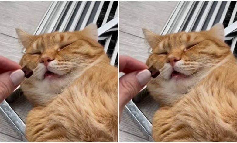 Viral: This cat's sleep opens with the smell of food, people remember Kumbhakarna after watching the video
