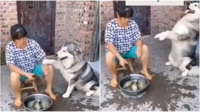 Photo of Viral: This noble act of Doggy won hearts, people watching the video said – Humans should learn from them