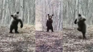 Photo of Viral Video: Baby Bear was seen dancing in fun, good dancers will be stunned to see the performance