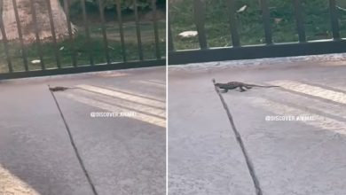 Photo of Viral Video: Chameleon was seen doing push-ups like humans, people were also stunned after watching the video