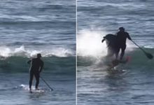 Photo of Viral Video: Dolphin did a wonderful prank, pushed a person surfing in the sea