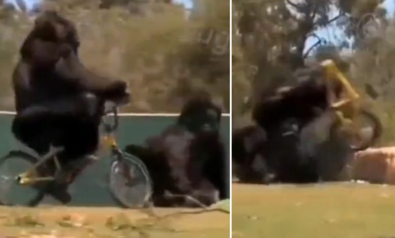 Viral Video: Gorilla fell down while running a bicycle, then people are laughing after seeing what happened