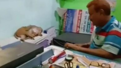 Photo of Viral Video: Monkeys reached clinic in Bihar for treatment, doctors were stunned to see;  video viral