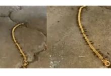 Photo of Viral Video: Team of ants united and smuggled ‘gold chain’, people asked – in which stream will the case be made?