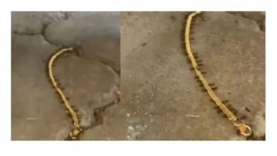 Photo of Viral Video: Team of ants united and smuggled ‘gold chain’, people asked – in which stream will the case be made?