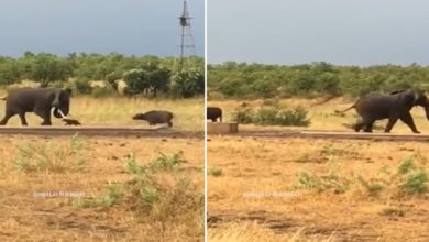 Photo of Viral Video: The baby buffalo forced the giant elephant to retreat, see how Gajraj ran away
