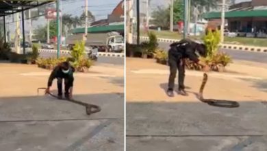 Photo of Viral Video: The person got control over the Cobra in seconds, people were blown away after watching the video