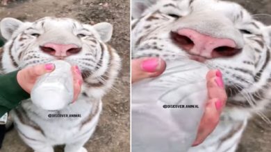 Photo of Viral Video: The tiger was seen drinking milk from the bottle with pleasure, watching the cute video, the animal will get scared!