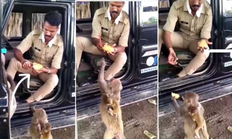 Viral Video: Video of a policeman feeding mangoes to monkeys is viral, people said - this is called humanity