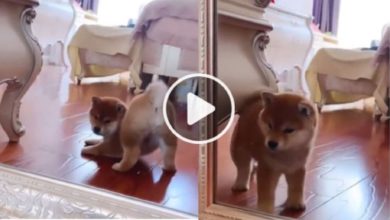 Photo of Doggy kept looking at herself in a wonderful way in the mirror, making a 10 second video
