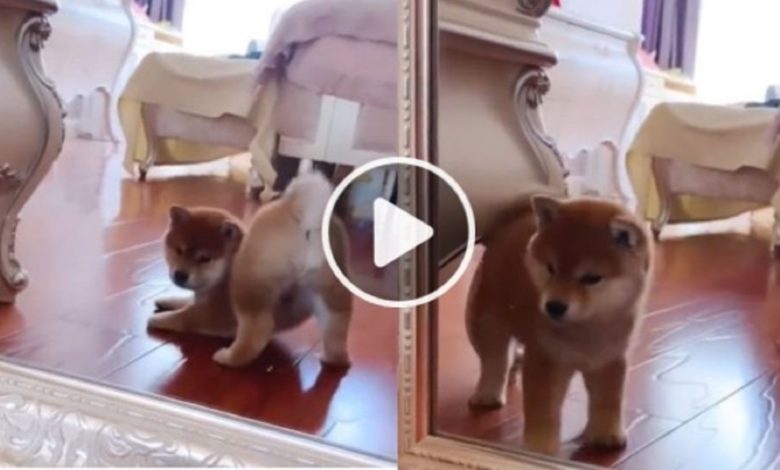 Doggy kept looking at herself in a wonderful way in the mirror, making a 10 second video